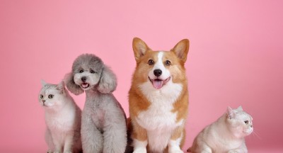 9 Điều Bạn Cần Biết Khi Chăm Sóc Thú Cưng