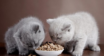 Nên cho mèo ăn bao nhiêu pate là đủ?