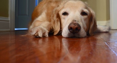 Dấu hiệu chó bị trầm cảm