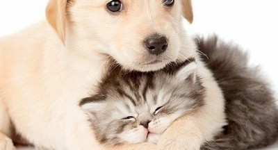 Cách xử lý chó mèo bị tiêu chảy?