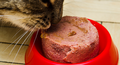 Kiến thức Cách lựa chọn thức ăn ướt phù hợp cho mèo