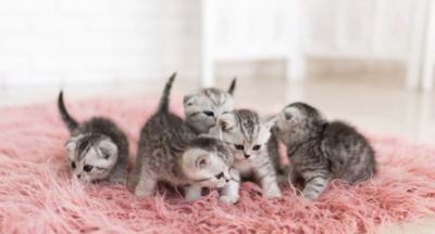 Những đồ cần chuẩn bị khi nuôi mèo 