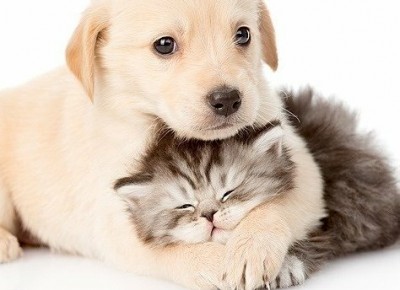 Cách xử lý chó mèo bị tiêu chảy?