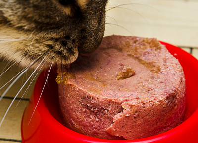 Kiến thức Cách lựa chọn thức ăn ướt phù hợp cho mèo