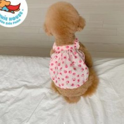 Váy ren Hàn Quốc cho chó mèo