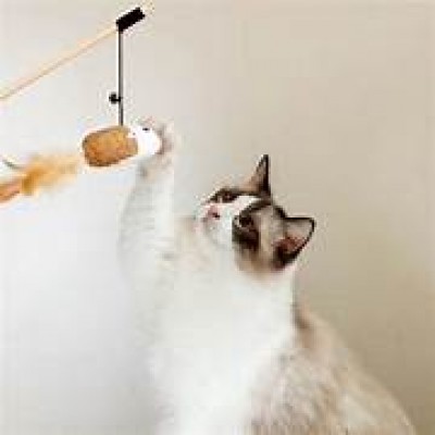 Đồ chơi cần câu cho mèo PAW vui nhộn