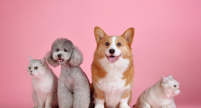 9 Điều Bạn Cần Biết Khi Chăm Sóc Thú Cưng