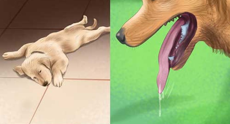 Chăm sóc thú cưng vào mùa nóng