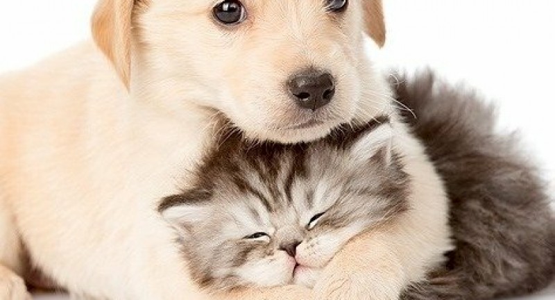 Cách xử lý chó mèo bị tiêu chảy?