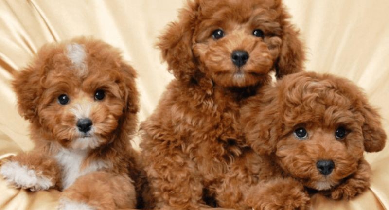 5 NGUYÊN NHÂN CHỦ YẾU LÀM GIẢM TUỔI THỌ Ở CHÓ 