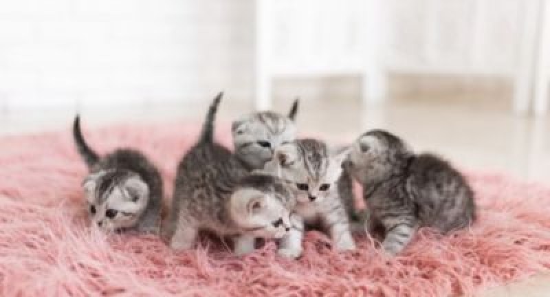 Những đồ cần chuẩn bị khi nuôi mèo 