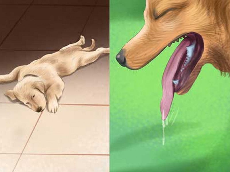 Chăm sóc thú cưng vào mùa nóng