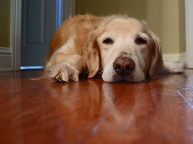 Dấu hiệu chó bị trầm cảm