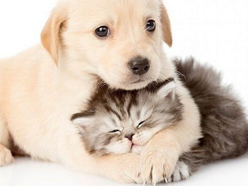 Cách xử lý chó mèo bị tiêu chảy?