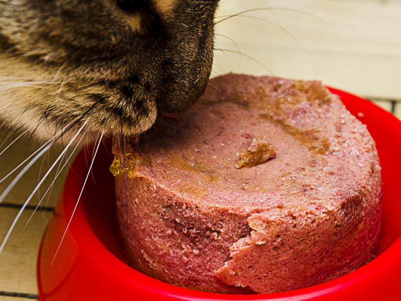 Kiến thức Cách lựa chọn thức ăn ướt phù hợp cho mèo