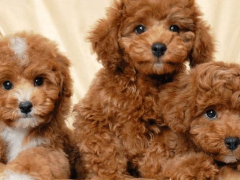 5 NGUYÊN NHÂN CHỦ YẾU LÀM GIẢM TUỔI THỌ Ở CHÓ 