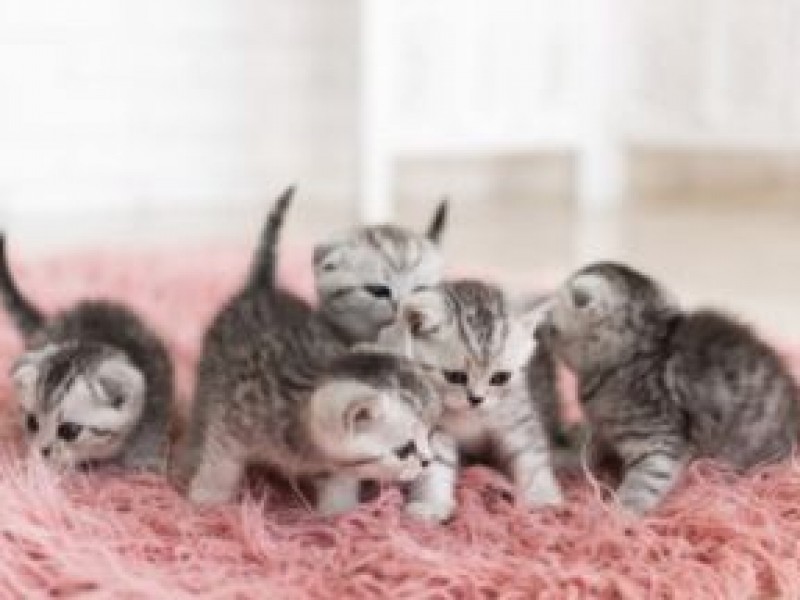 Những đồ cần chuẩn bị khi nuôi mèo 